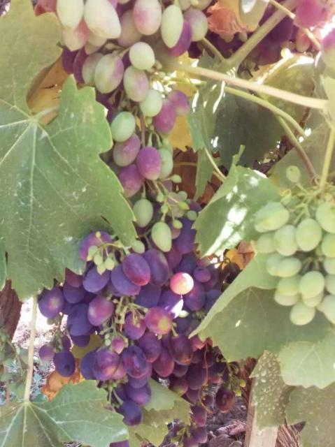 Prčevac vinogradi