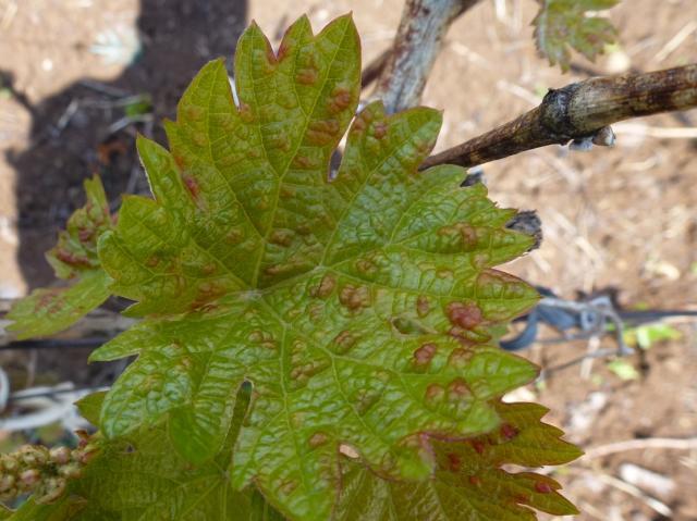 Prčevac vinogradi