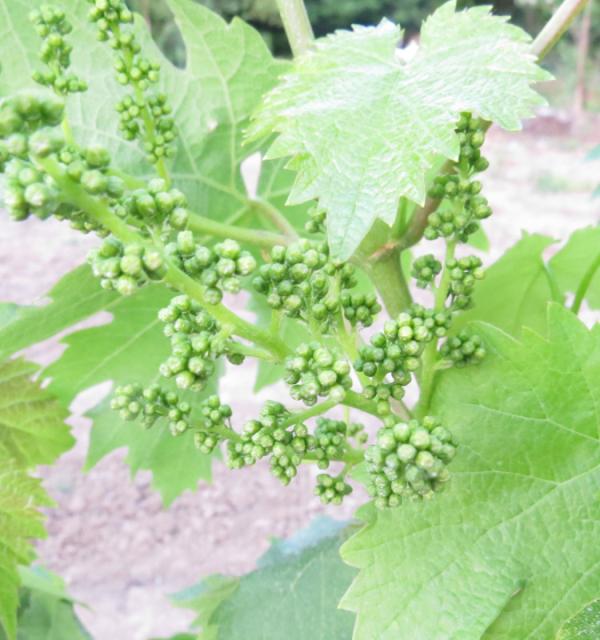 vinova loza Prčevac