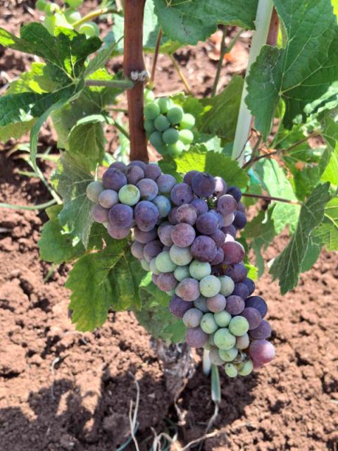 vinova loza Prčevac