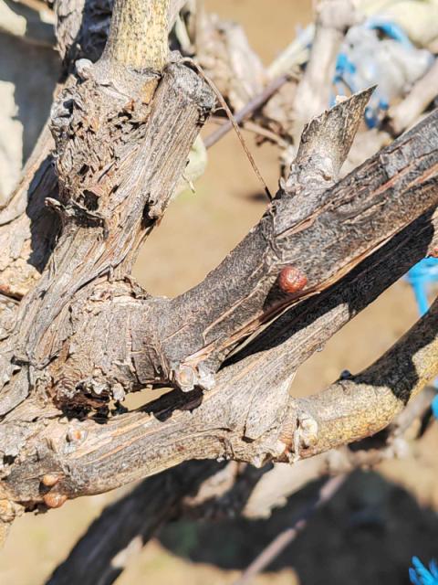 prisustvo lozine štitaste vaši