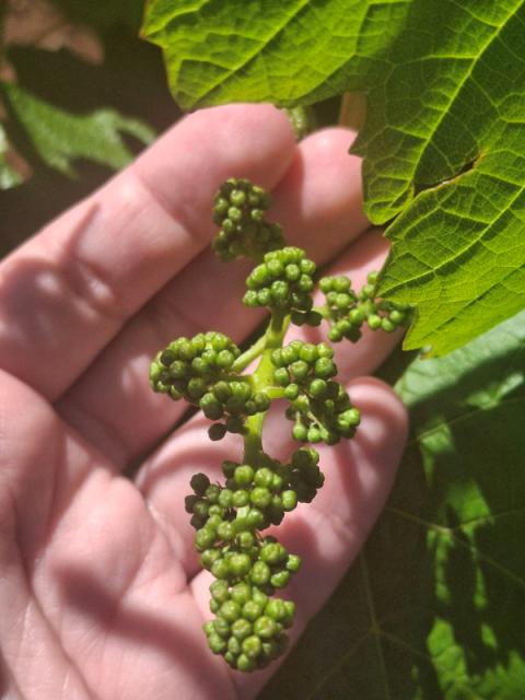 vinova loza Prčevac