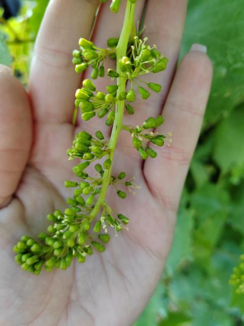 vinova loza Prčevac