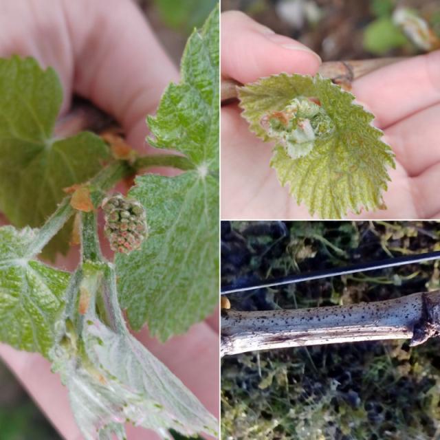 Vinova loza Prčevac