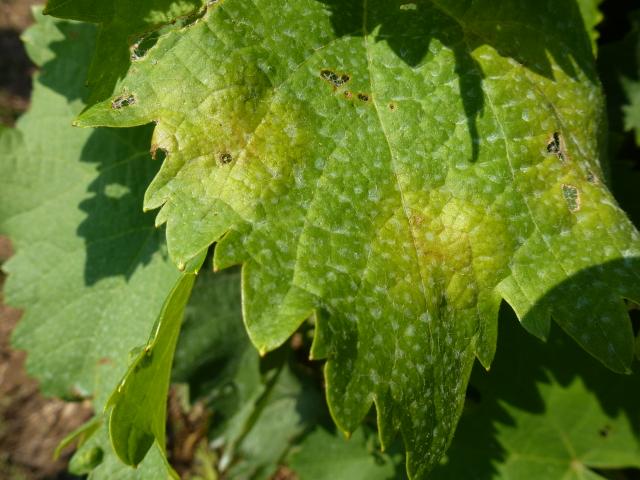 Vizuelnim pregledom vinove loze u KO Gnjilan