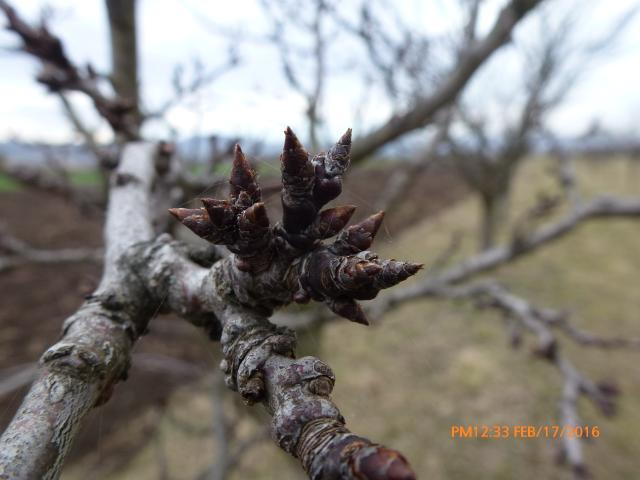 Vizuelni pregled razvoja šljive, lokalitet Nova Mala, opština Pirot