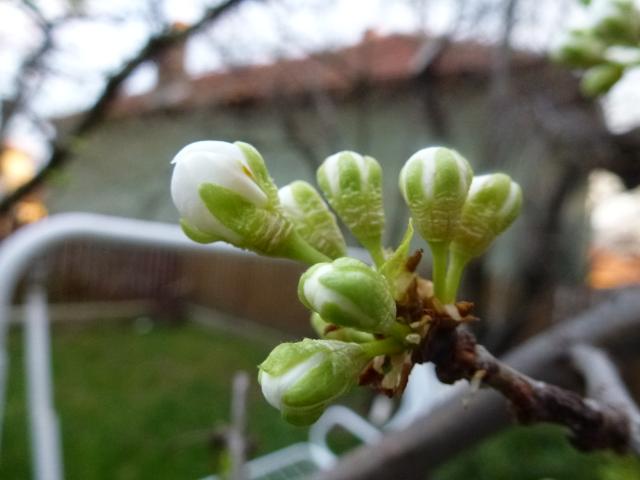 Vizuelni pregled šljive, KO Izvor, opština Pirot