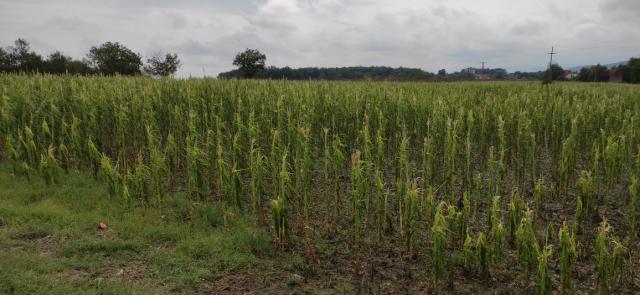 Štete u usevu kukuruza u Trbunju