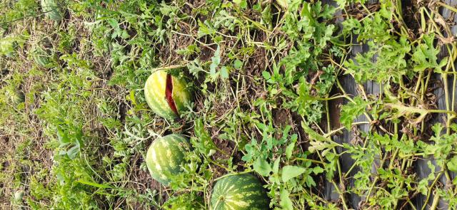 Oštećen plod lubenice nakon padavina praćenih gradom u Pejkovcu