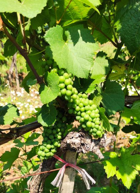 Fenofaza razvoja vinove loze u Đakusu