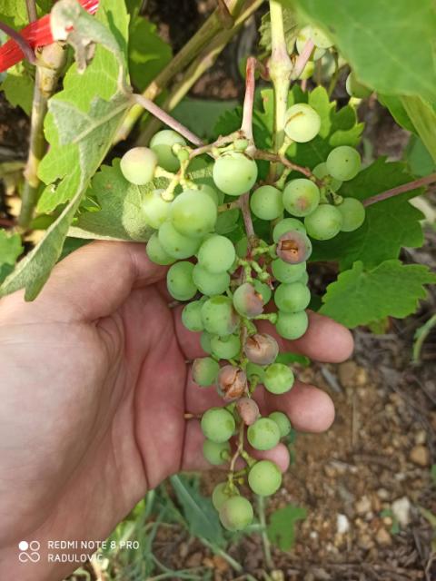 Mehaničko oštećenje na plodovima u zasadu vinove loze u Prokuplju
