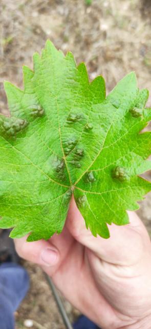 Eriofidna grinja vinove loze (Colomerus vitis, syn. Eriophyes vitis)