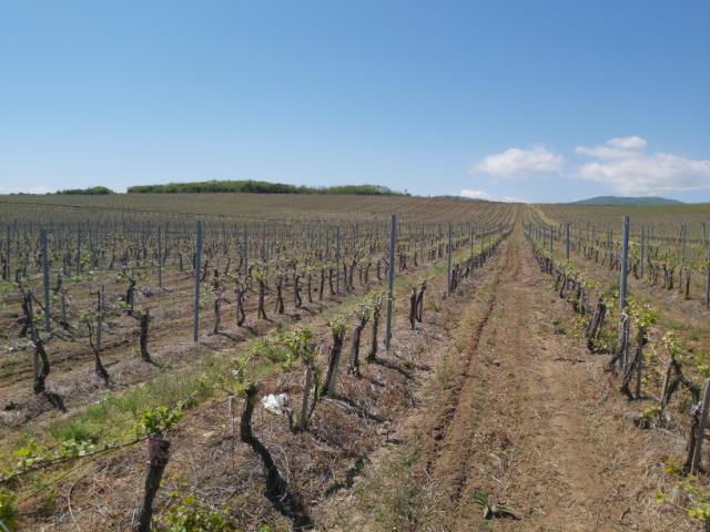 Zasad vinove loze u Đakusu
