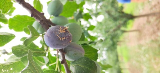 Trulež plodova šljive  u zasadu šljive u Kaševaru 