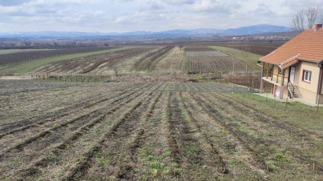 Zasad jagode na otvorenom u Stublu