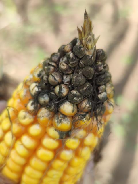 Cladosporium spp. na klipu kukuruza 