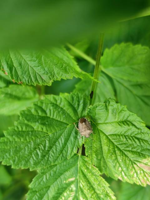 Halyomorpha halys