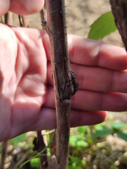 Malinina muva galica- guke na stablu maline 