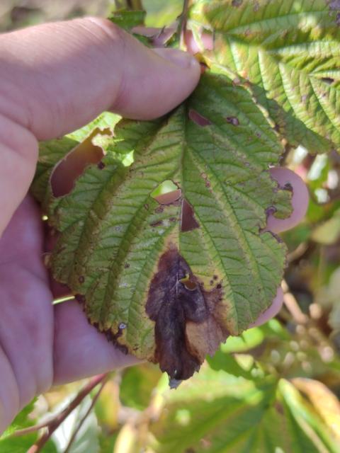 didymella applanata na listu maline, selo Selova 