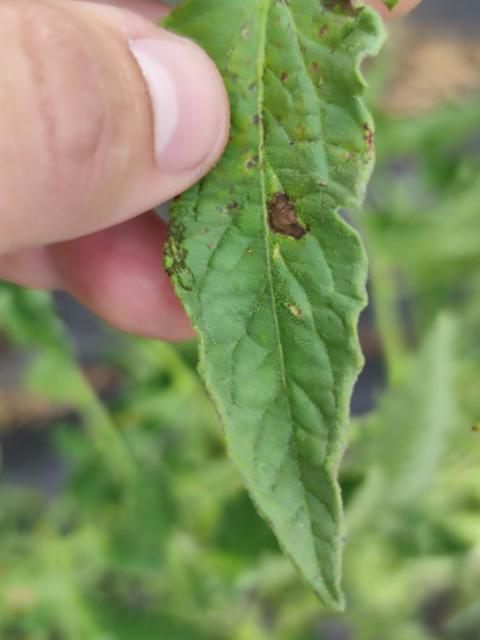 Alternaria solani