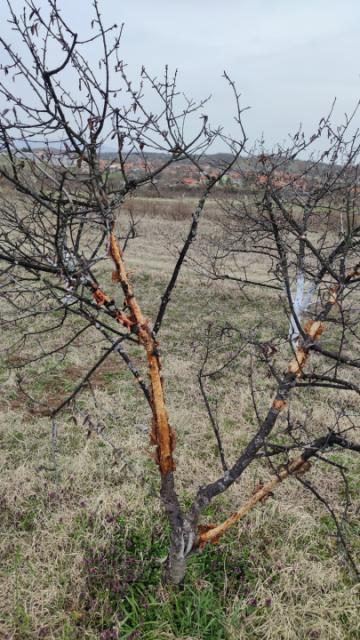 Oštećeno stablo višnje usled ishrane potkornjaka