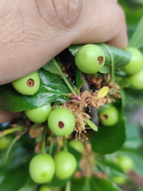 Simptomi oštećenja na plodovima višnje od višnjinog surlaša