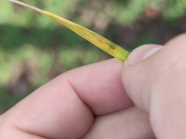 Lisne vaši (Aphididae)