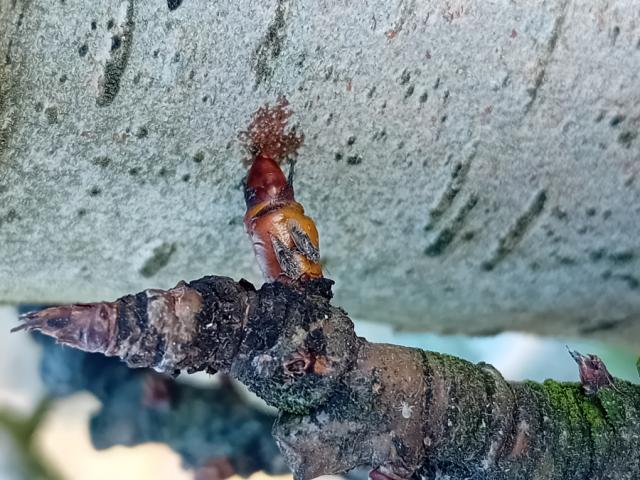 prezimljujući imago obične kruškine buve