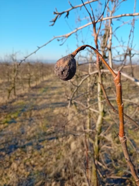 mumificirani plodovi kruške