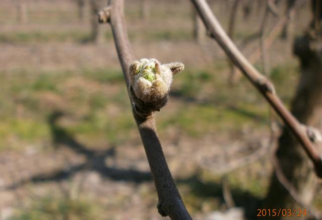 fenofaza Ajdareda 24.3.2015.