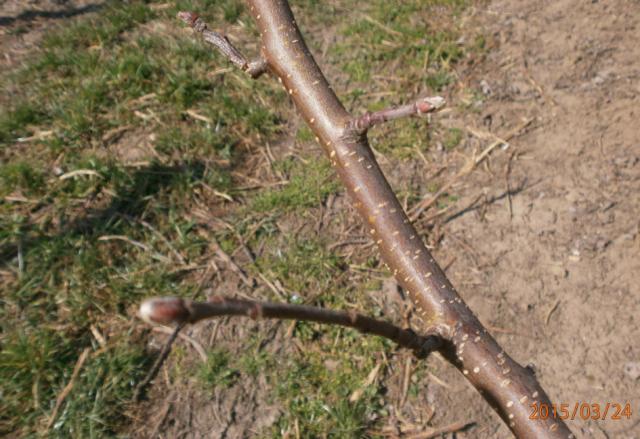 fenofaza zlatnog delisesa 24.3.2015.