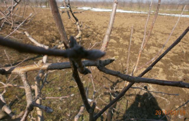 fenofaza mirovanja kod sorte Zlatni delišes