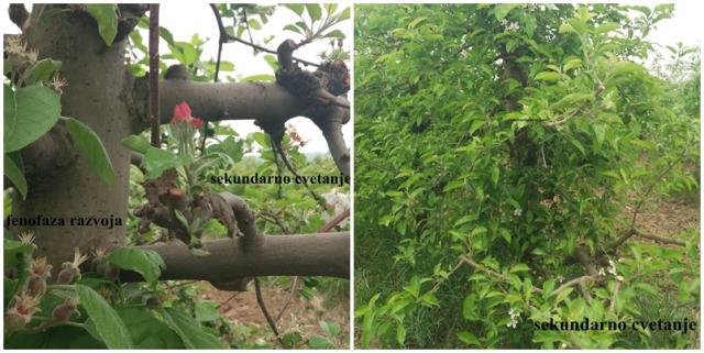 fenofaza jabuke i sekundarno cvetanje