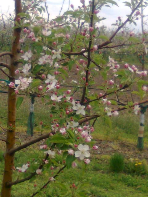 Zlatni delises u fazi cvetanja