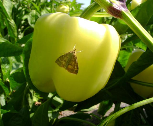 Ostrinia nubilalis na plodu paprike