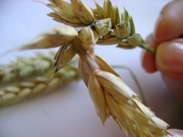 Fusarium graminearum -simptom