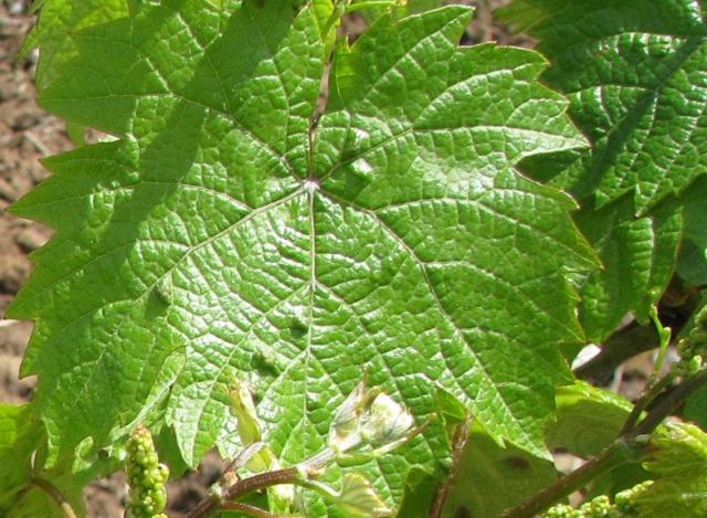 Eriofidna grinja vinove loze