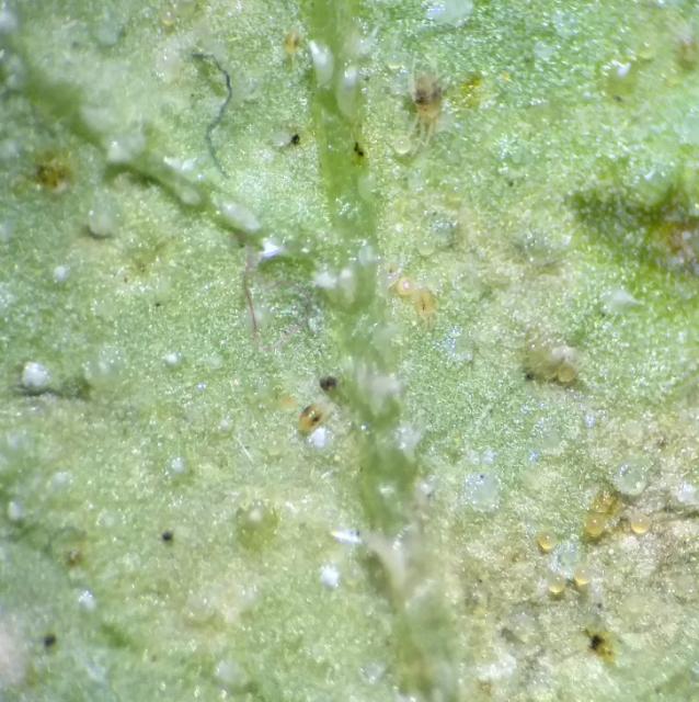 lubenica- obicni paucinar