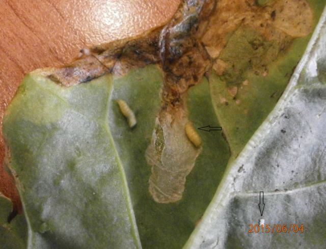 larve i jaja repine muve