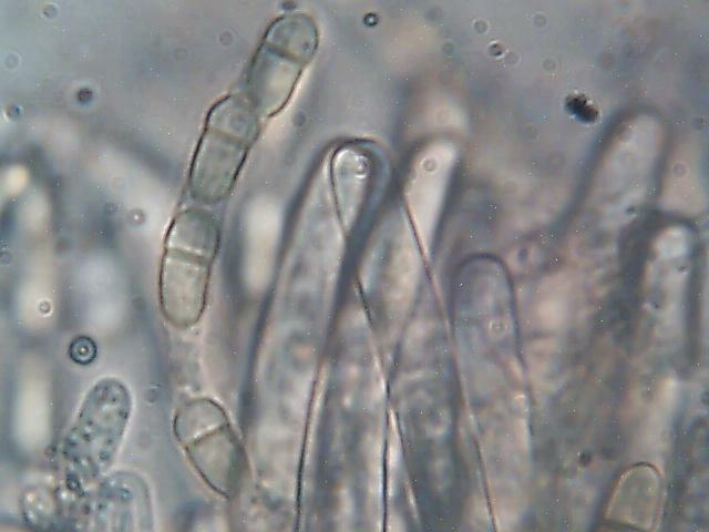 Laboratorijski pregled