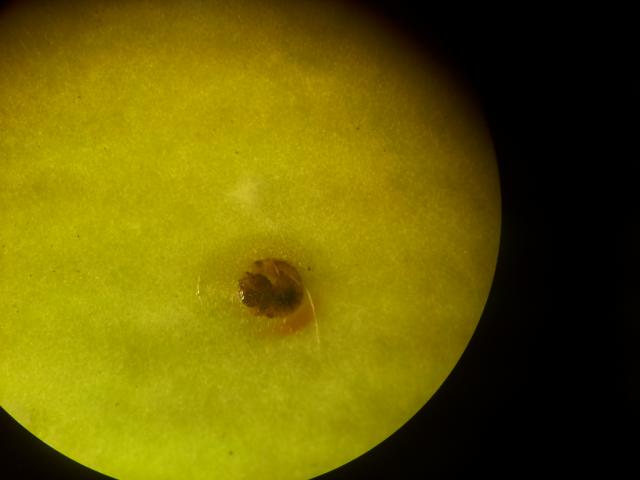 Vizuelni pregled