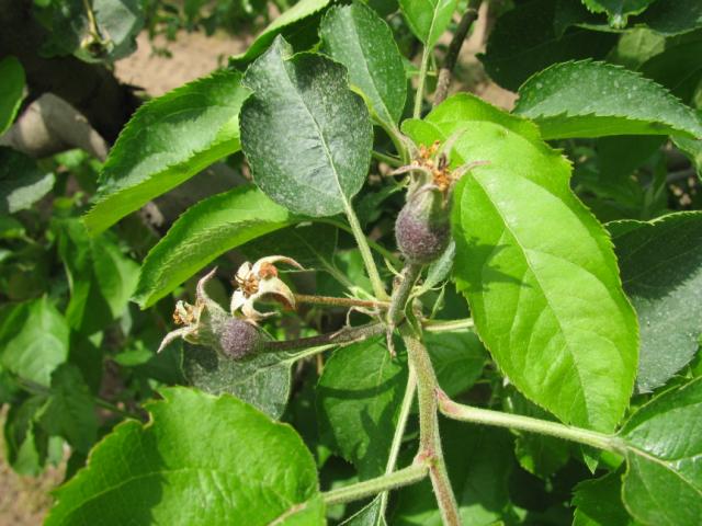Vizuelni pregled