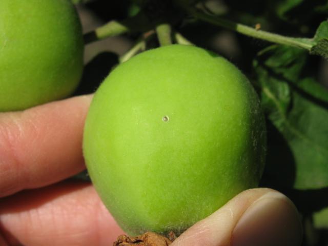Vizuelni pregled