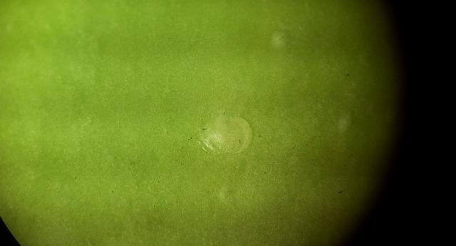 Vizuelni pregled