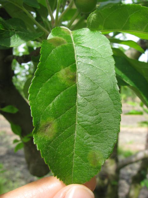 Viyuelni pregled