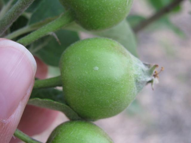 Vizuelni pregled