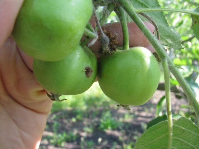 Vizuelni pregled