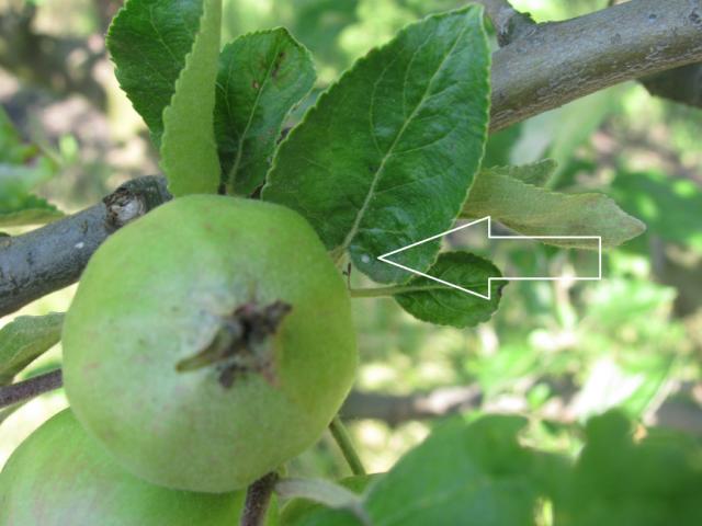 Vizuelni pregled