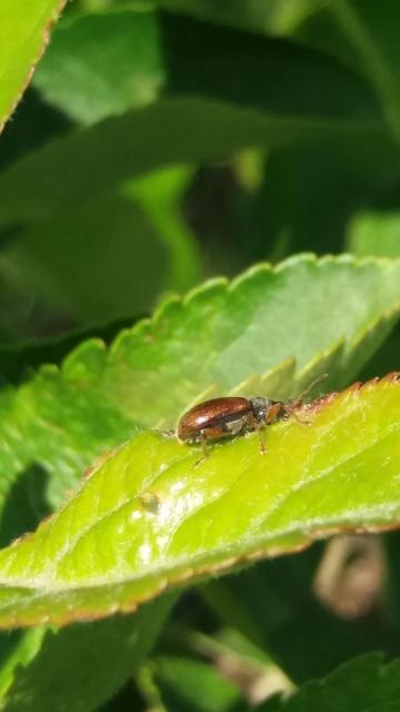 Vizuelni pregled