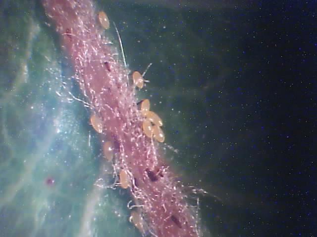 Laboratorijski pregled
